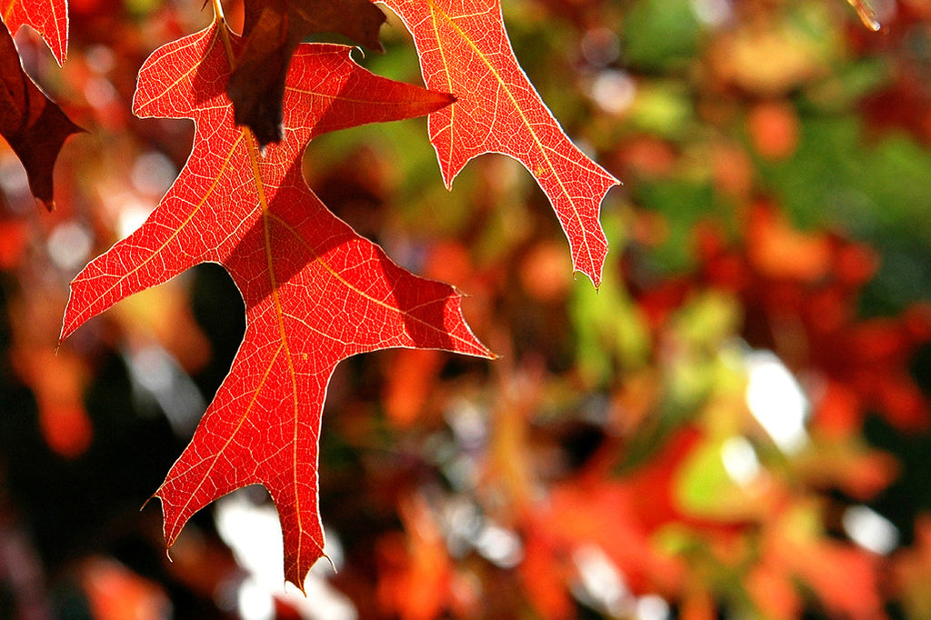 "Autumn Red" ~ Close up of a red oak leaf in Austin, TX.