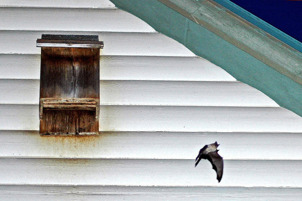 "Bat House" ~ A bat flying away from a bat house. Llano, TX