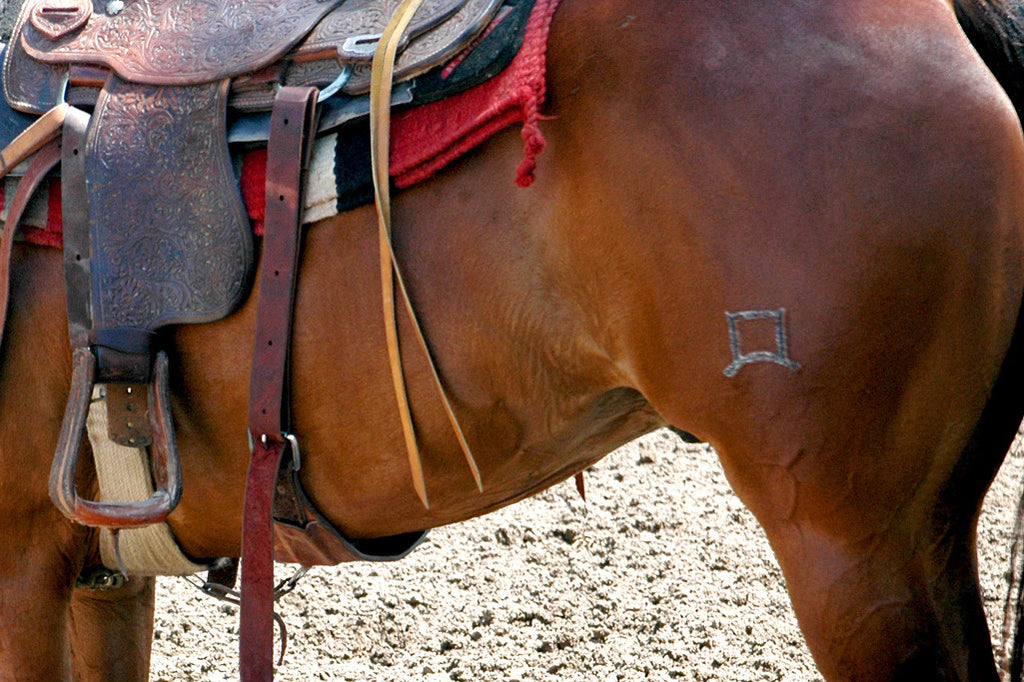 "Bay" ~ Close-up of a bay horse with saddle. Del Rio, TX