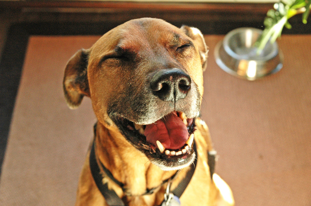 "Buster" ~ Up-close of a smiling laughing brown dog.