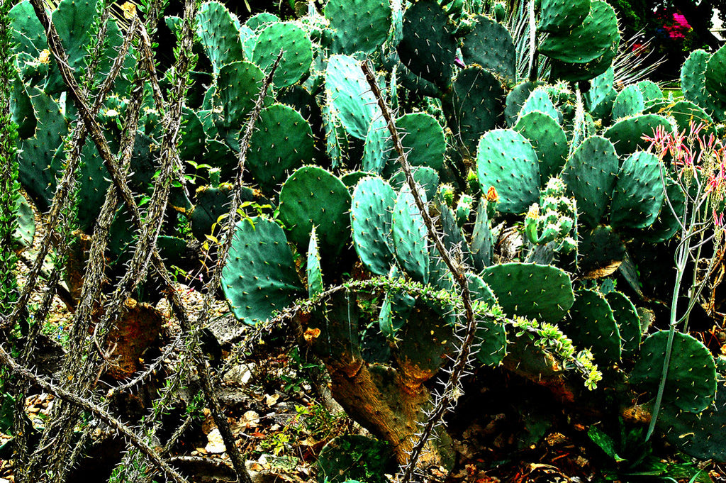 "Cacti" ~ A jumble of green cactus on the grounds of the Alamo Mission. San Antonio, TX
