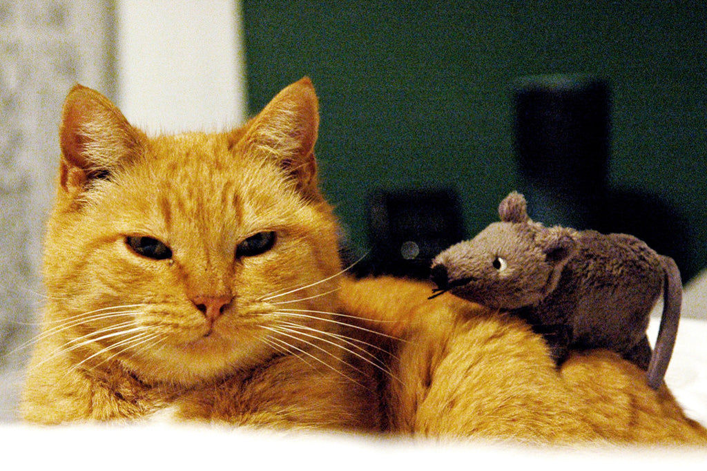 "Cat and Mouse" ~ Little stuffed mouse sits on top of Buddha the cat.