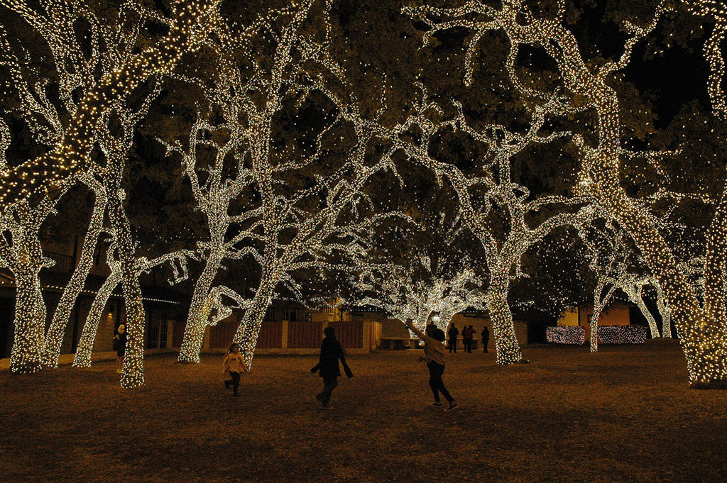 "Christmas Forest #3" ~ The Pedernales Electric Co. in Johnson City, TX wraps its oak trees in white lights. Photo by Ann Woodall
