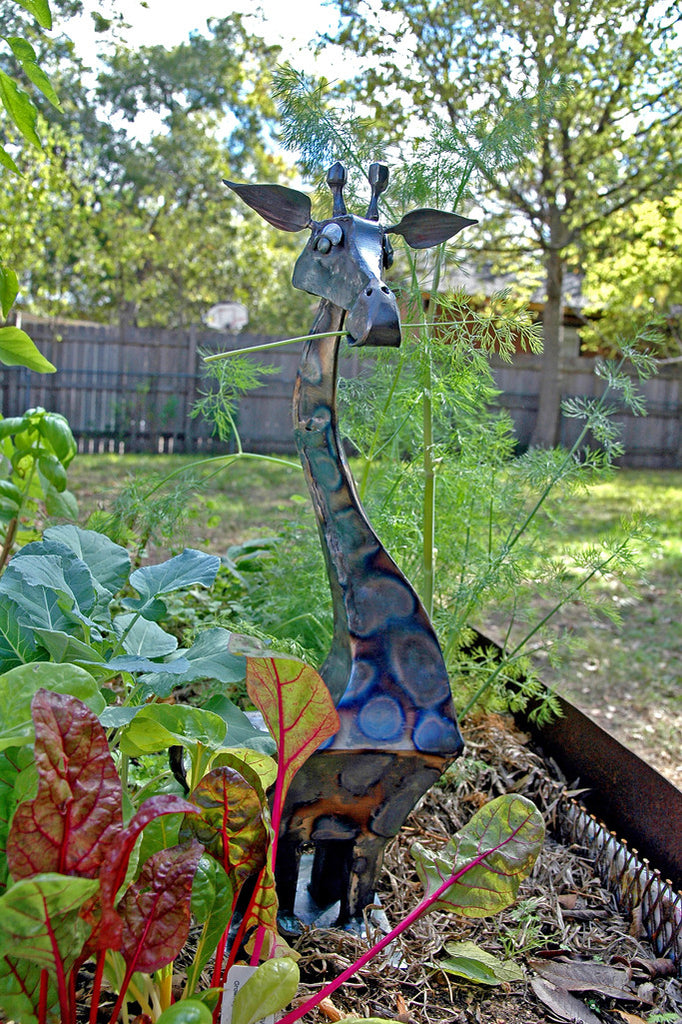 "Giraffe by Anne Woods" ~ Metal sculpture of a giraffe placed in a garden. Photo by Ann Woodall