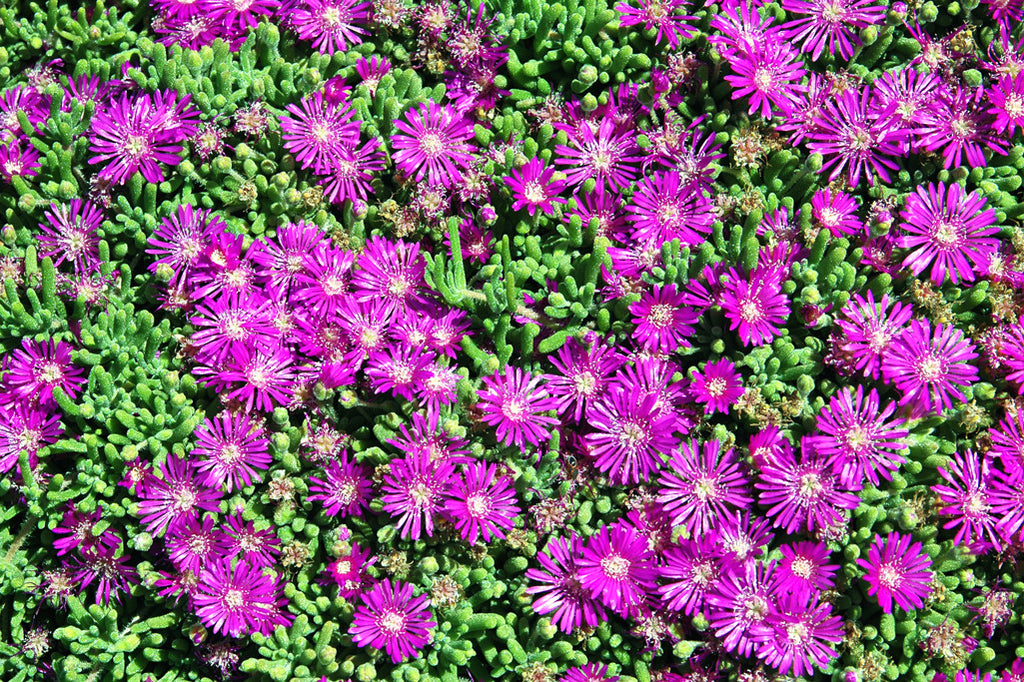 "Ice Plant" ~ Little purple flowers on a suculent plant. Photo by Ann Woodall
