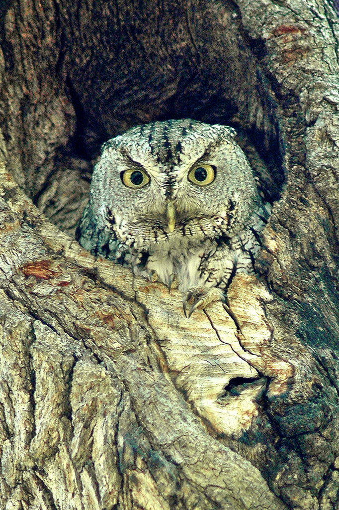 "Owl" ~ A little screech owl looks out from a hole in an oak tree. Photo by Ann Woodall