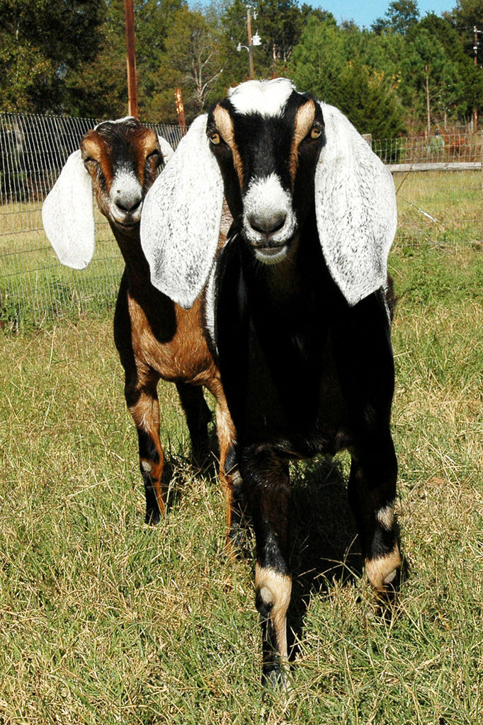 "Sarah & Lillith" ~ Nubian goats Sarah and Lillith in Paige, TX. Photo by Ann Woodall