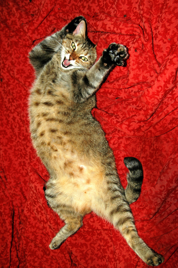 "Suki" ~ Suki the cat in a funny pose. Photo by Ann Woodall