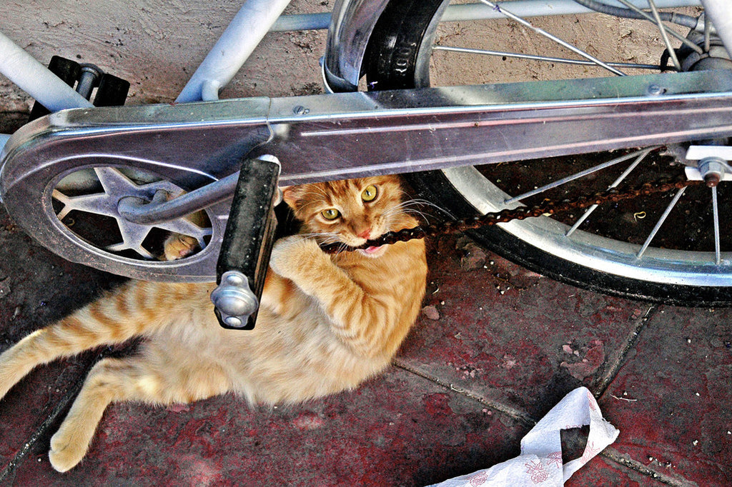 "Tough Guy" ~ Orange tabby cat biting on a bicycle chain. Photo by Ann Woodall
