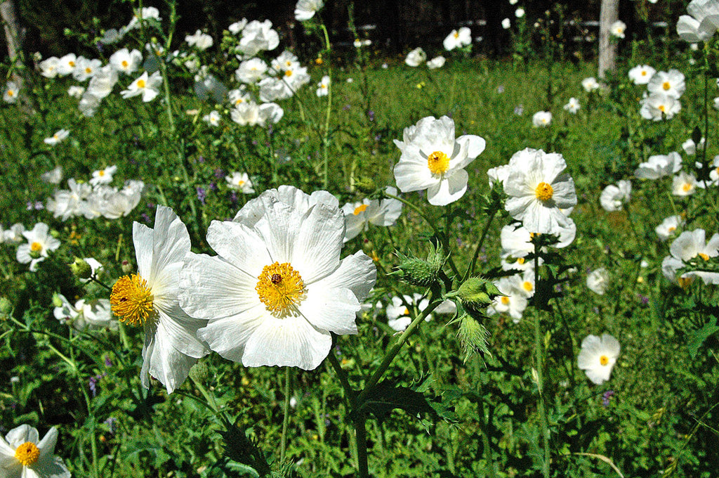 "White Poppies" ~ Wild white poppies in the Texas hill country. Photo by Ann Woodall