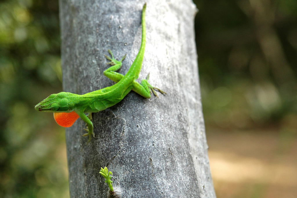 "Anole" ~ Green anole lizard on tree with puffed out orange throat in Zilker Park in Austin, TX.