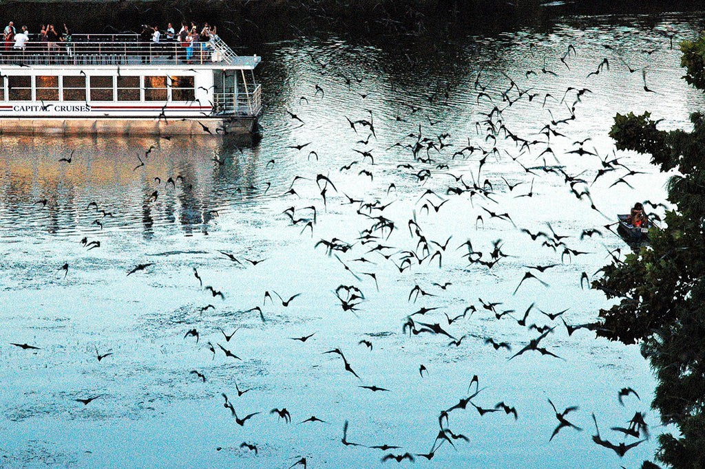 "Austin Bats #1" ~ Mexican free-tailed bats stream out over Lady Bird Lake in Austin, TX at twilight.
