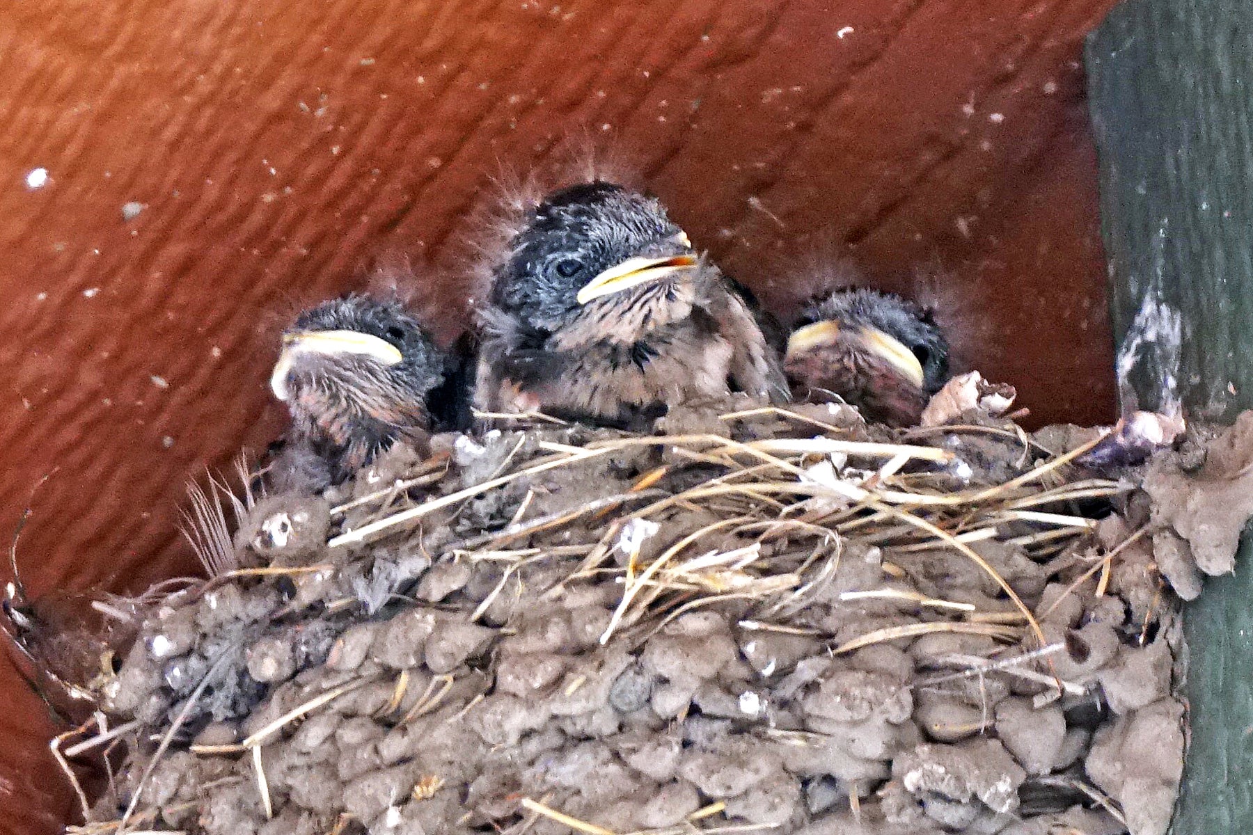 Baby Barn Swallows
