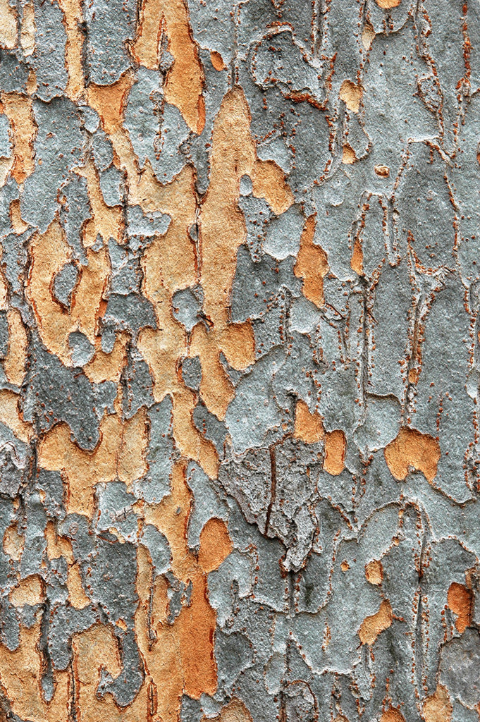 "Bark" ~ Close-up of intricate orange and grey patterns of tree bark.