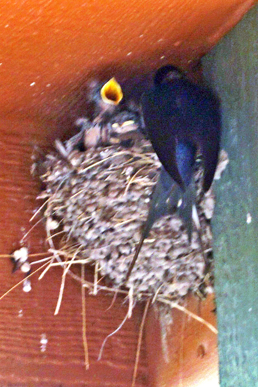 Barn Swallows