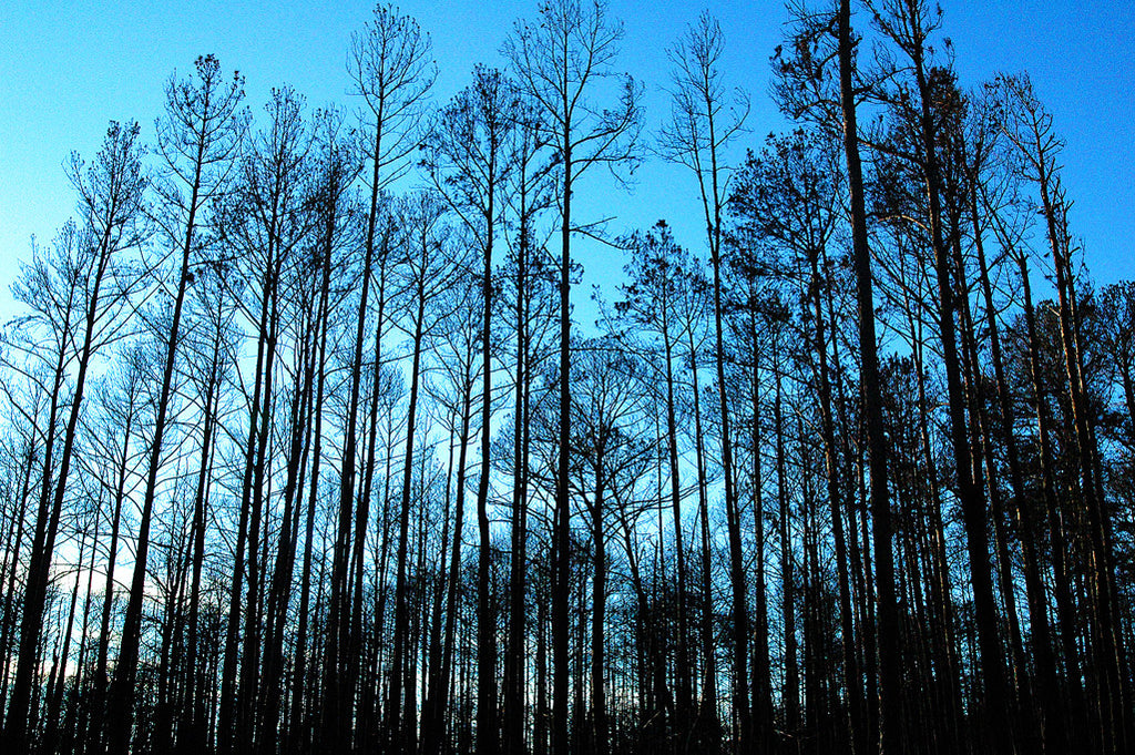 "Bastrop Pines" ~ Pine trees at twilight after a fire in Bastrop, TX.