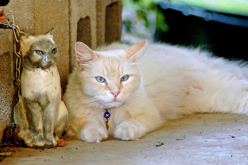 "Batiste & Lily" ~ Batiste the fluffy white cat hangs out on the porch with his ceramic siamese cat buddy Lily.