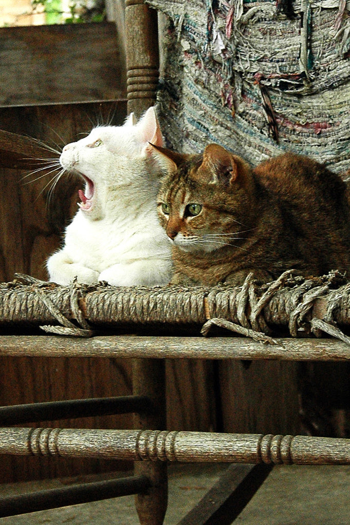 "Bird Bombs!!!" ~ Two cats in a rocking chair and one looking very surprised.