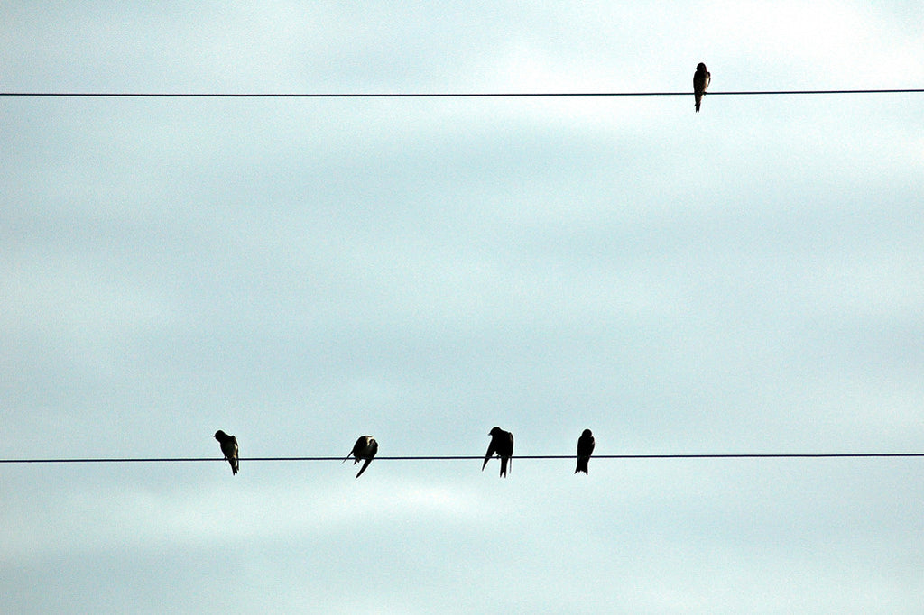 "Bird On a Wire" ~ Birds sitting on high wires with a cloudy sky behind them.
