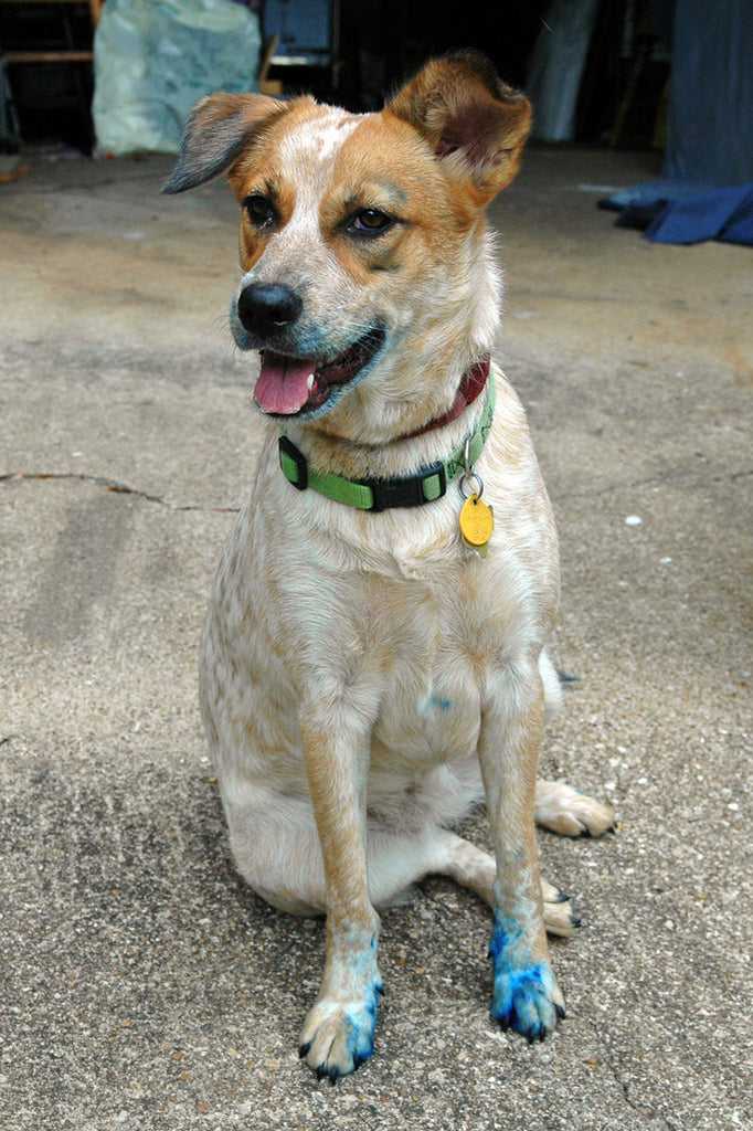 "Blue Pen" ~ Moxie, an Australian Heeler, shown with blue ink on her muzzle and front paws after chewing on a pen with blue ink.