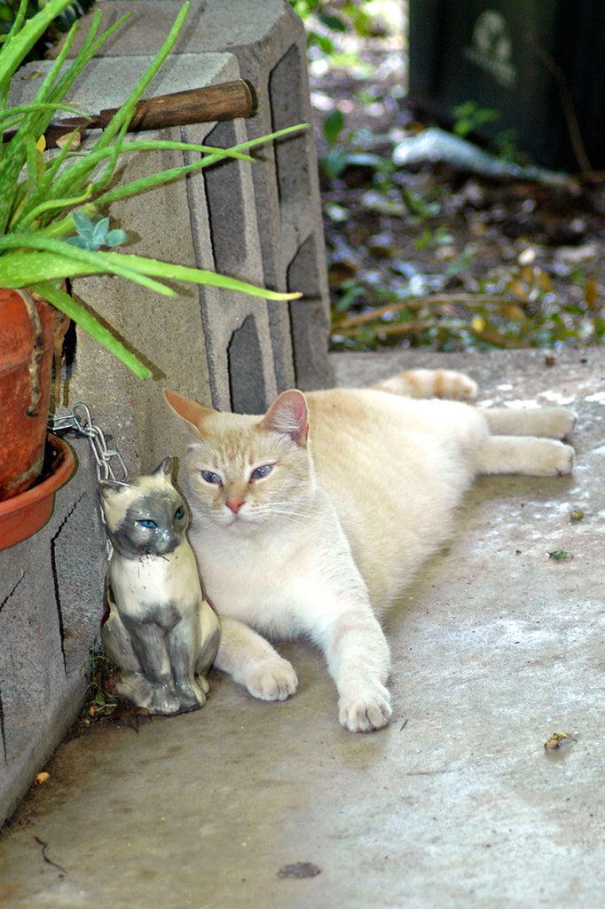 "Budreau & Lily" ~ A real white cat hangs out on the porch with a ceramic cat.