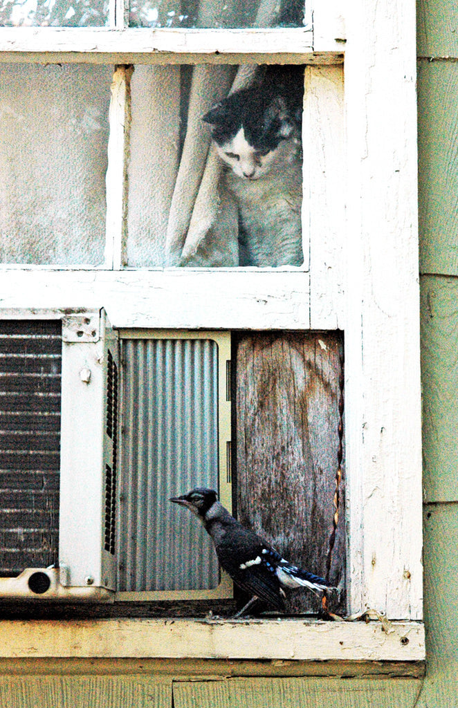 "Budwina & the Bluejay" ~ A cat sits looking out a window at a young and unsuspecting bluejay.