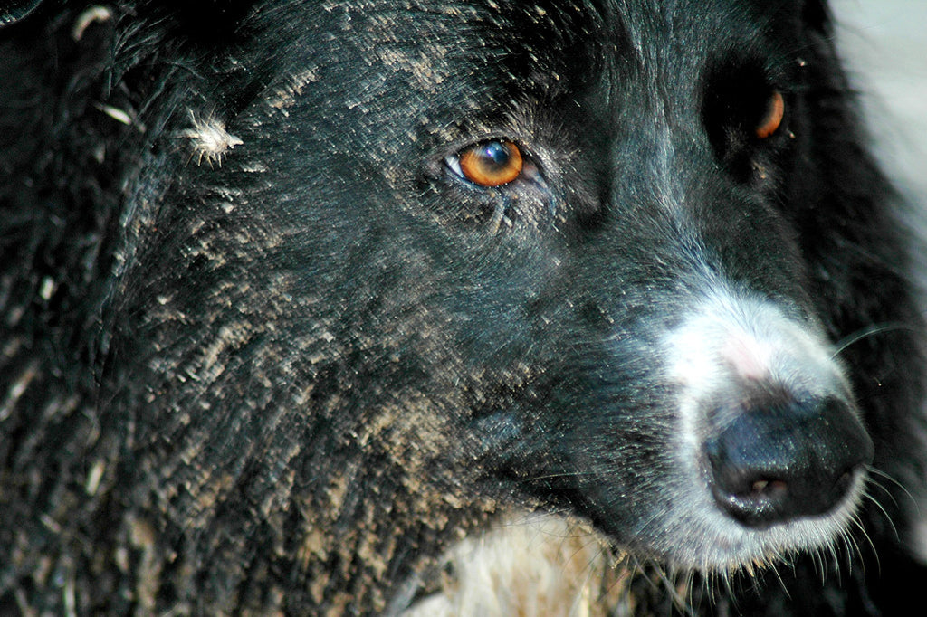 "Bur-ette" ~ Up close image of Timber, a black border collie dog, after playing in the river.