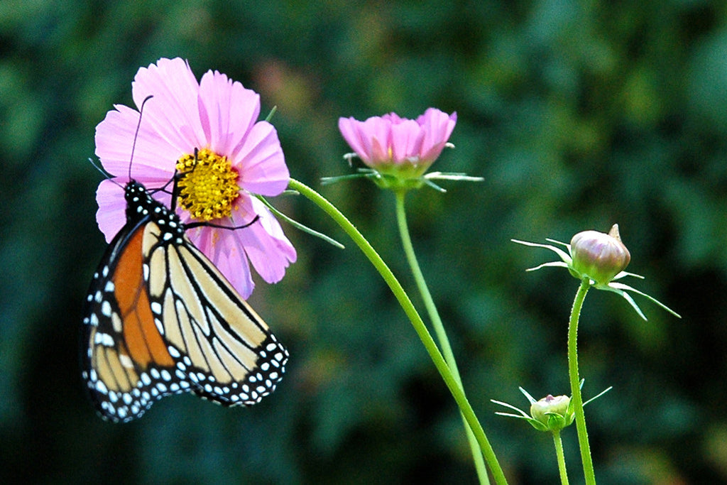 "Butterfly" ~ Orange and black butterfly on a pink cosmos flower.