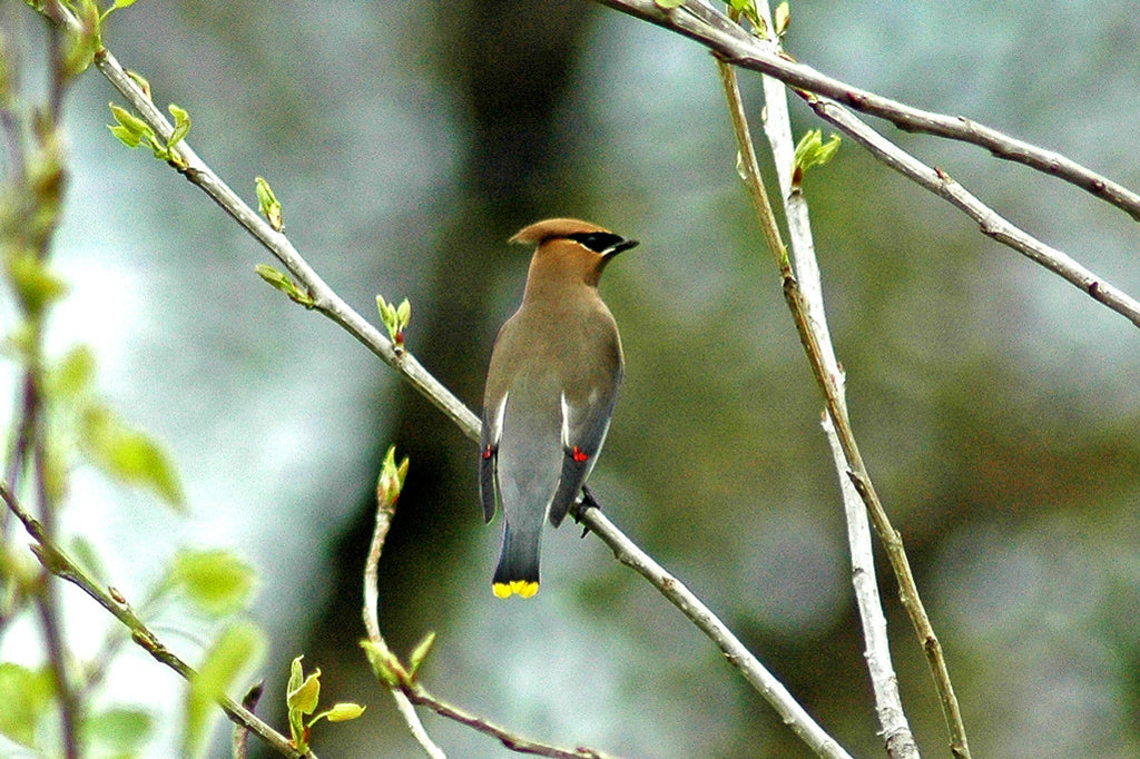 "Cedar Waxwing" ~ Sleek grey bird with black mask and yellow tip on its tail