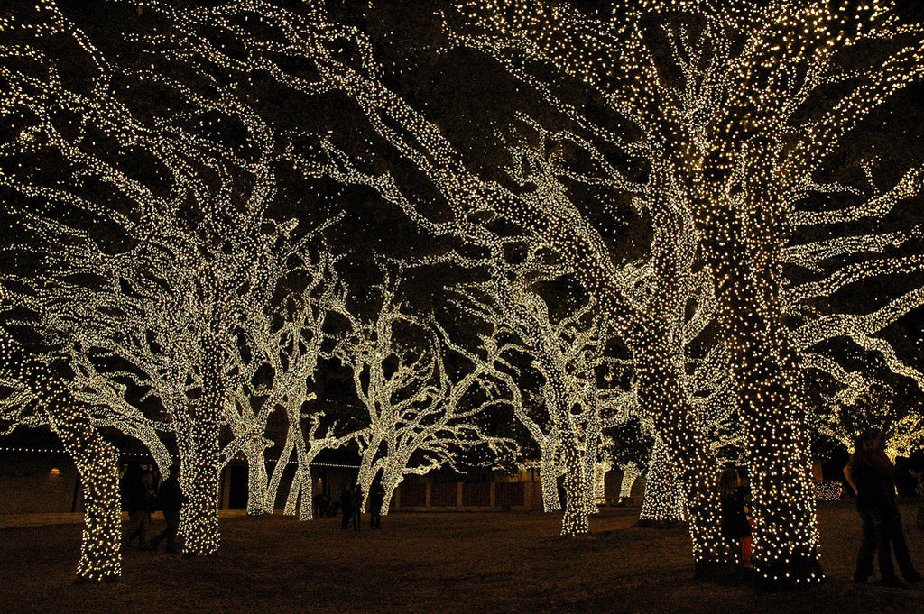 "Christmas Forest #1" ~ The Pedernales Electric Co. in Johnson City, TX wraps its oak trees in white lights. Photo by Ann Woodall