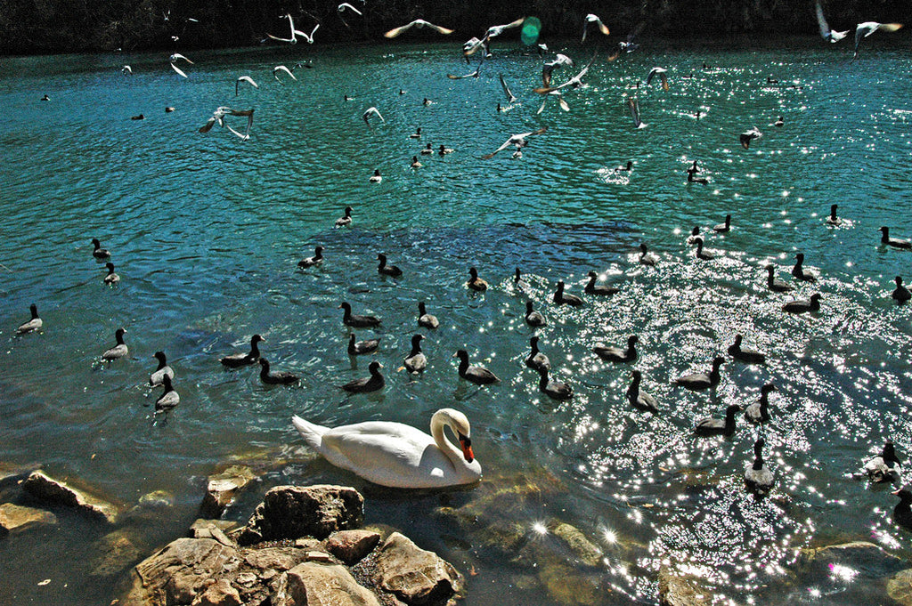 "A Day On the Lake" ~ A swan and other birds float peacefully on Lady Bird Lake in Austin, TX. Photo by Ann Woodall