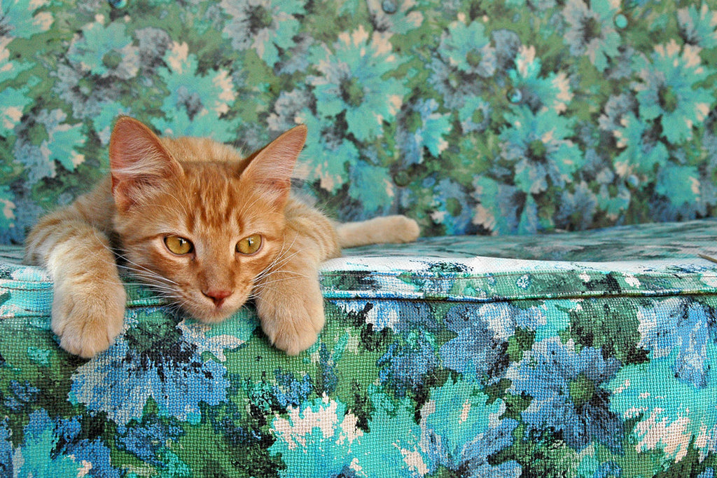 "Daydream" ~ Orange cat lying on a blue floral sofa. Photo by Ann Woodall