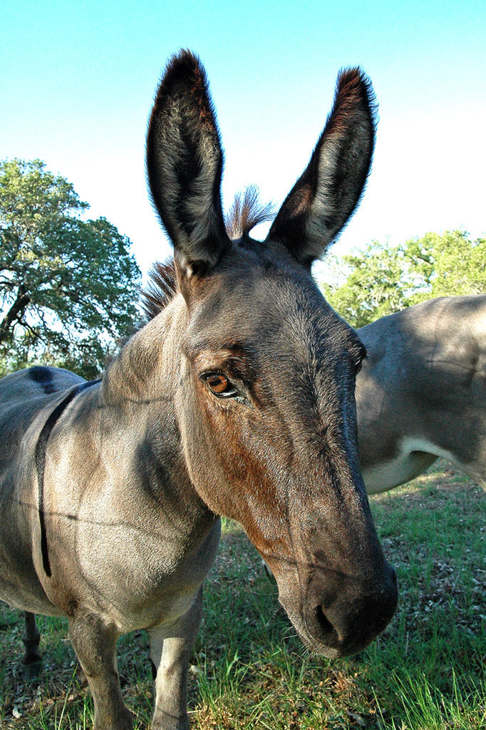 "Donkey" ~ Close up portrait of a donkey with wonderful huge ears. Photo by Ann Woodall