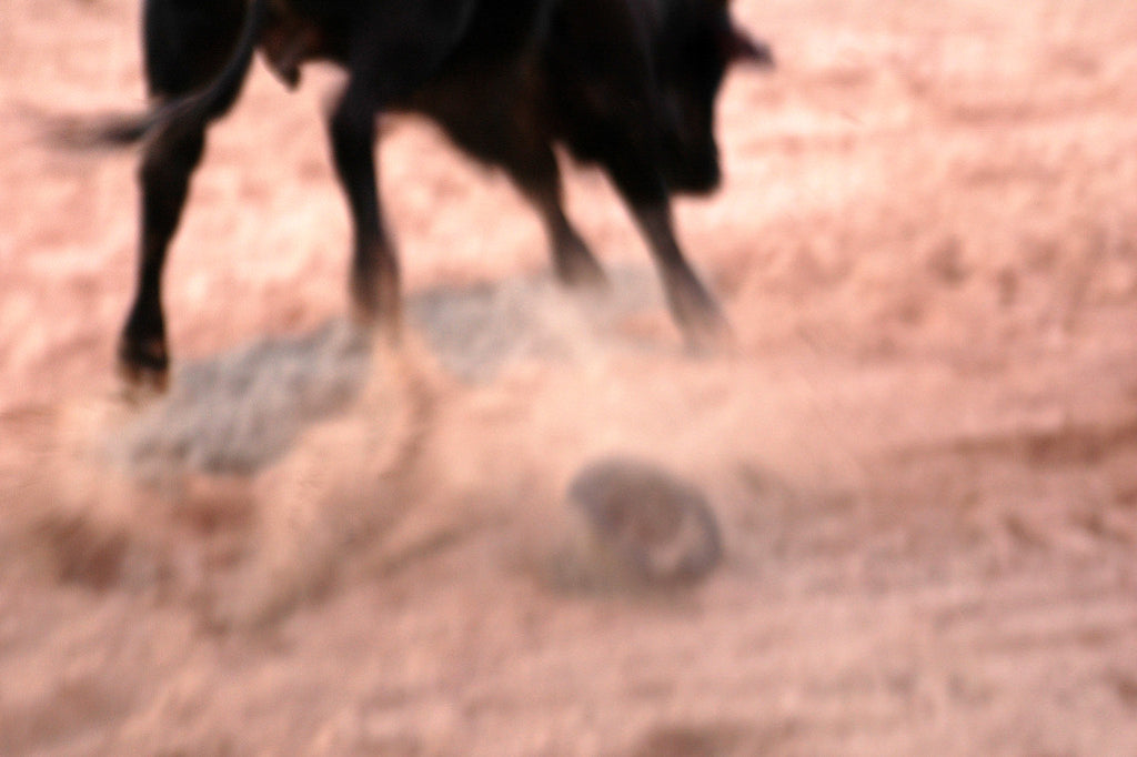"El Toro" ~ Close up of a bull in action at the Superbull bull riding event, Del Rio, TX. Photo by Ann Woodall
