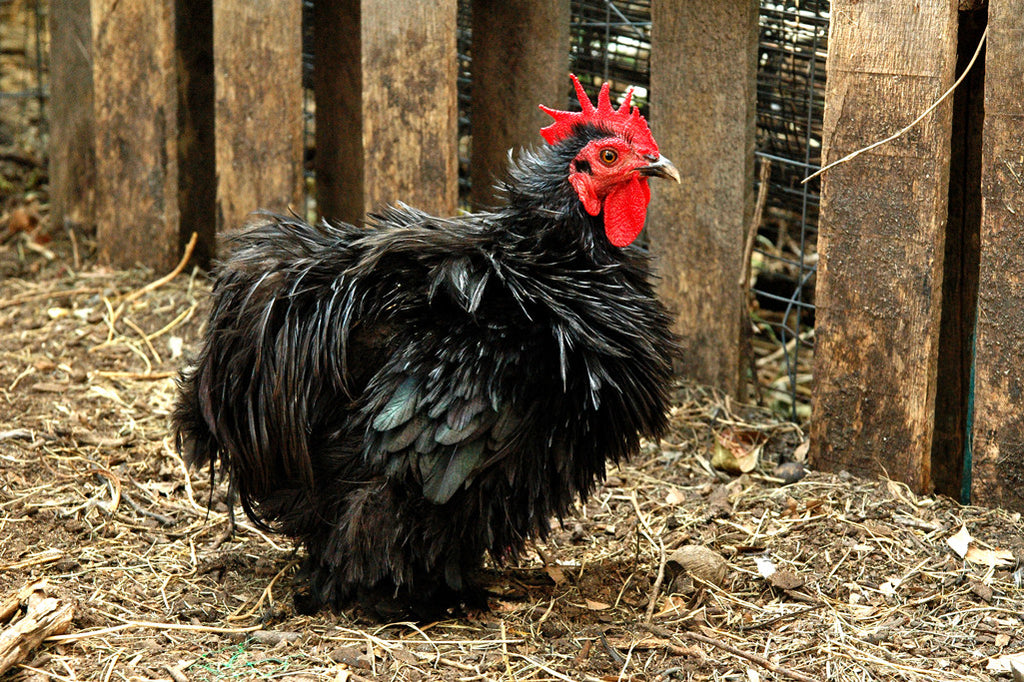 "The Frizzle" ~ Little black bantam rooster. Photo by Ann Woodall