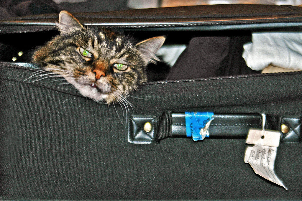 "Going My Way?" ~ Angry looking cat in a suitcase. Photo by Ann Woodall