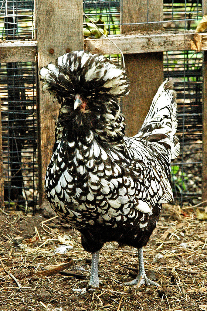 "L'il Bit" ~ Funny little black and white chicken. Photo by Ann Woodall