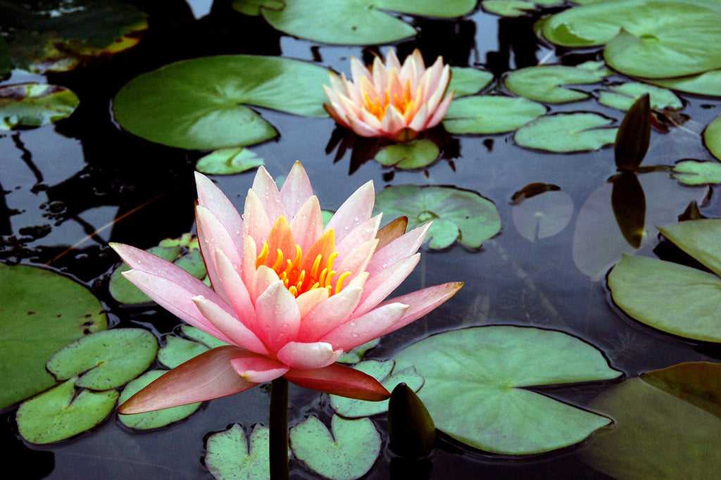 "Lotus Pair" ~ Two pink lotus blossoms with lily pads. Photo by Ann Woodall