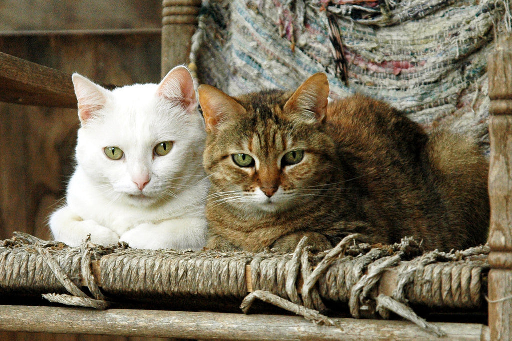 "Ma & Pa Kettle" ~ Two cats sitting on a rocking chair. Photo by Ann Woodall