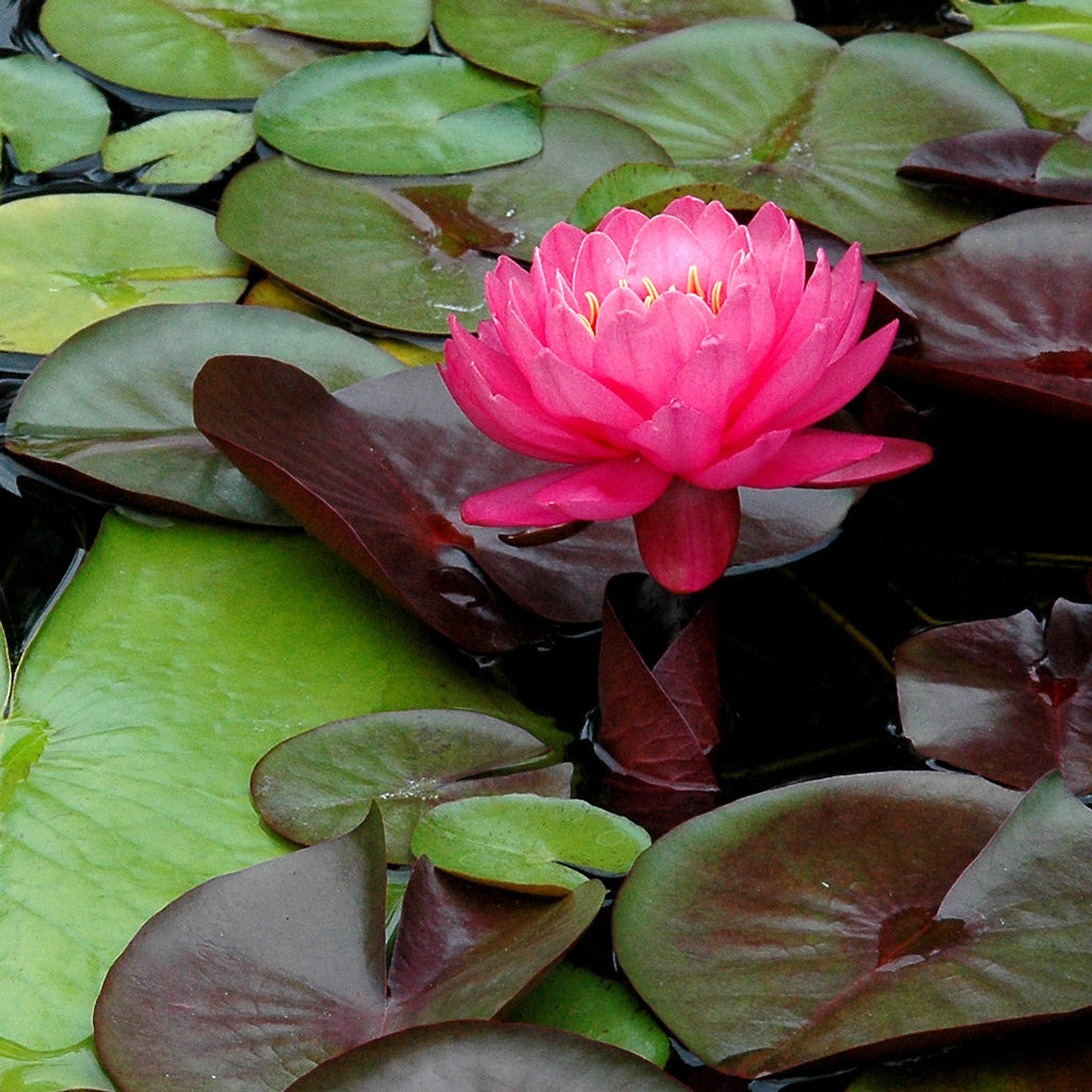 "Magenta" ~ Dark pink lotus flower. Photo by Ann Woodall