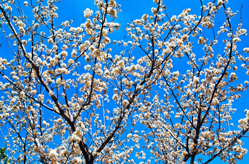 "Mexican Plum" ~ Mexican plum tree with white blossoms against a bright blue sky. Photo by Ann Woodall