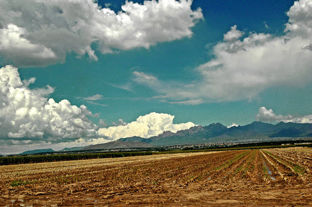 "New Mexico Field" ~ Open field with mountains in the background. Photo by Ann Woodall
