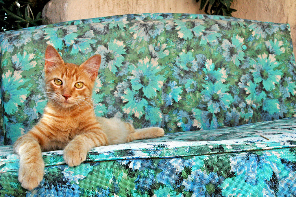 "No Way, Dude" ~ An orange tabby cat sits on an outdoor couch. Photo by Ann Woodall