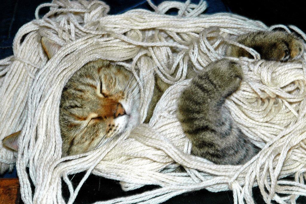 "Noodlehead" ~ Suki the cat asleep in a tangle of yarn. Photo by Ann Woodall