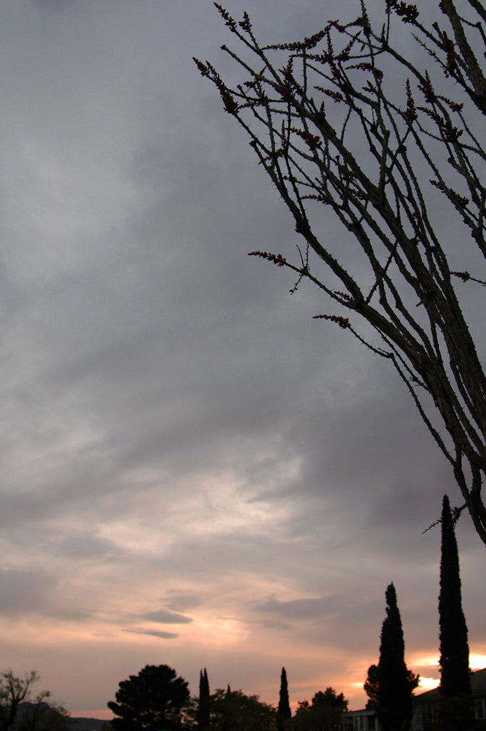 "Ocotillo #6" ~ Ocotill and cypress trees backed by a sunset in El Paso, TX. Photo by Ann Woodall