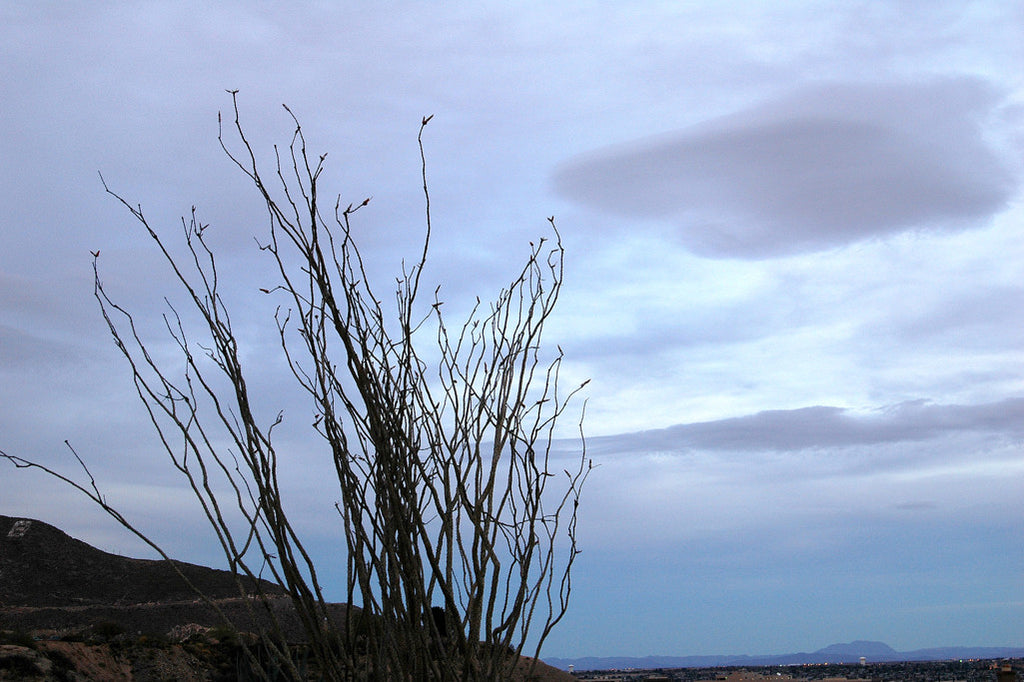 "Ocotillo #7" ~ Ocotillo in the Franklin Mountains at twilight in El Paso, TX. Photo by Ann Woodall