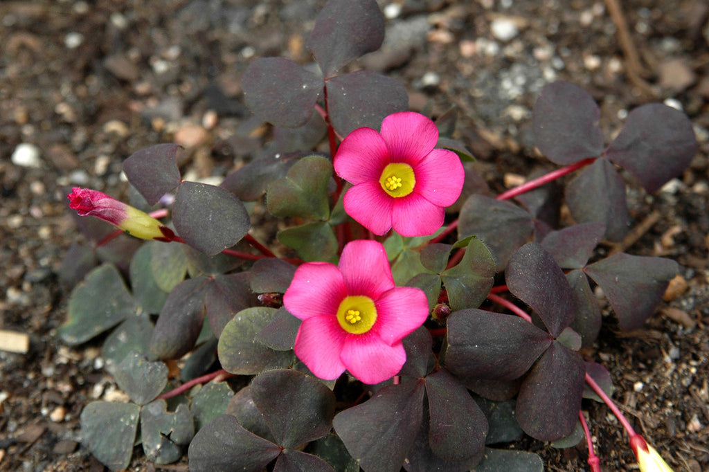"Oxalis" ~ Sweet little pink oxalis flowers. Photo by Ann Woodall