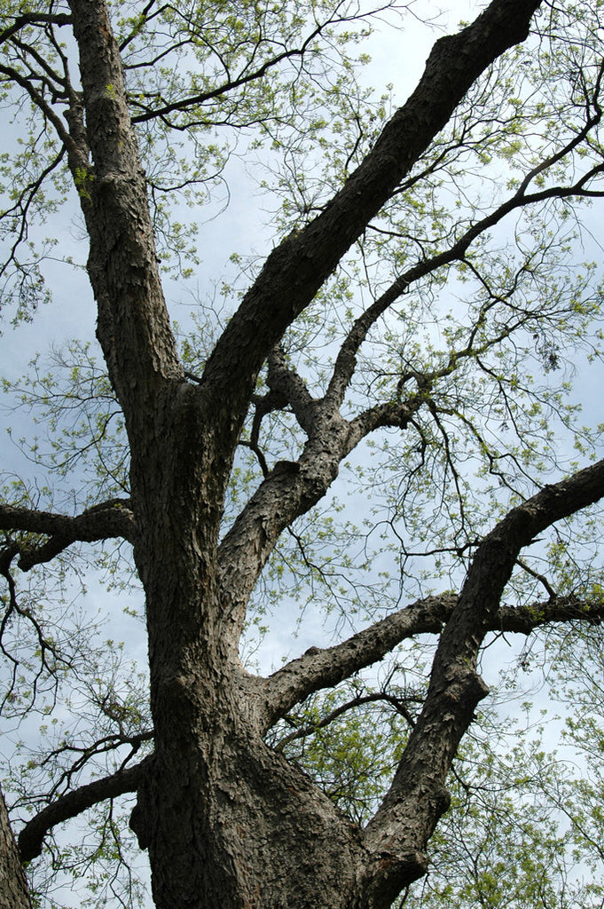"Pecan #2" ~ Section of pecan tree in Zilker Park in Austin, TX. Photo by Ann Woodall