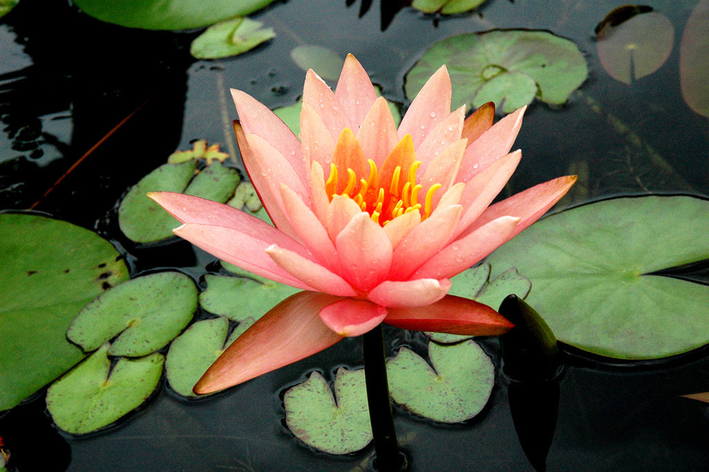 "Pink Lotus" ~ Pink lotus flower with green lily pads. Photo by Ann Woodall