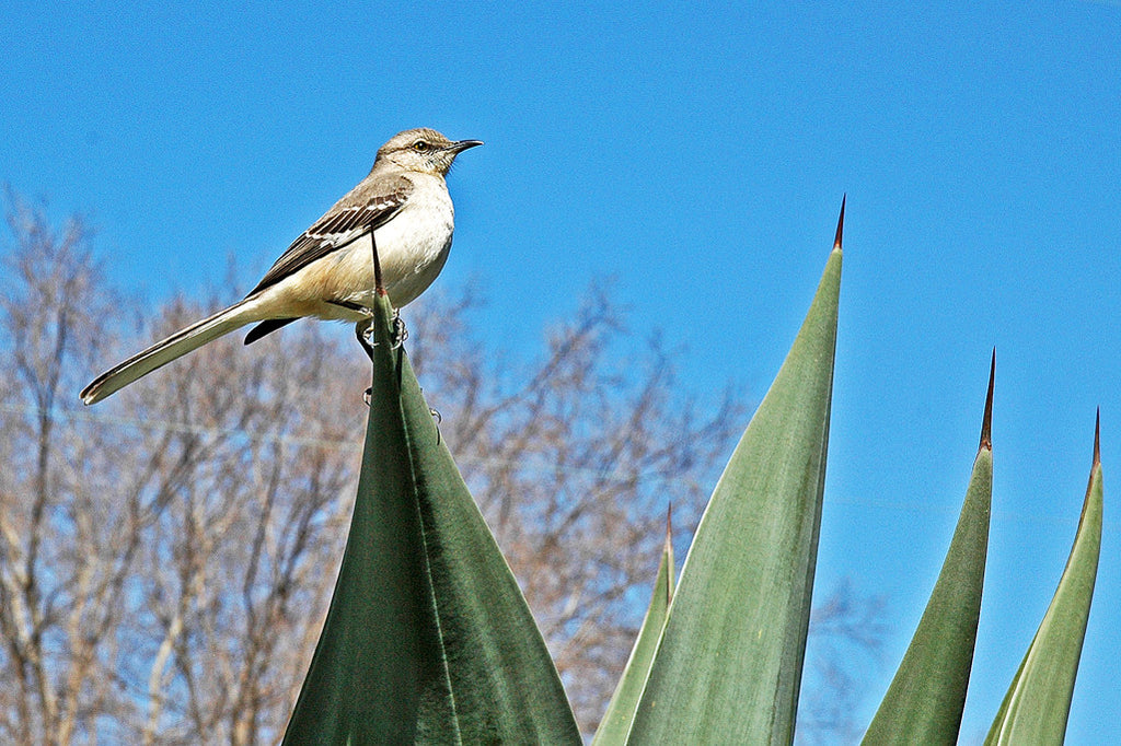 "Prickly Perch" ~ A mockingbird sits atop an agave plant. Photo by Ann Woodall